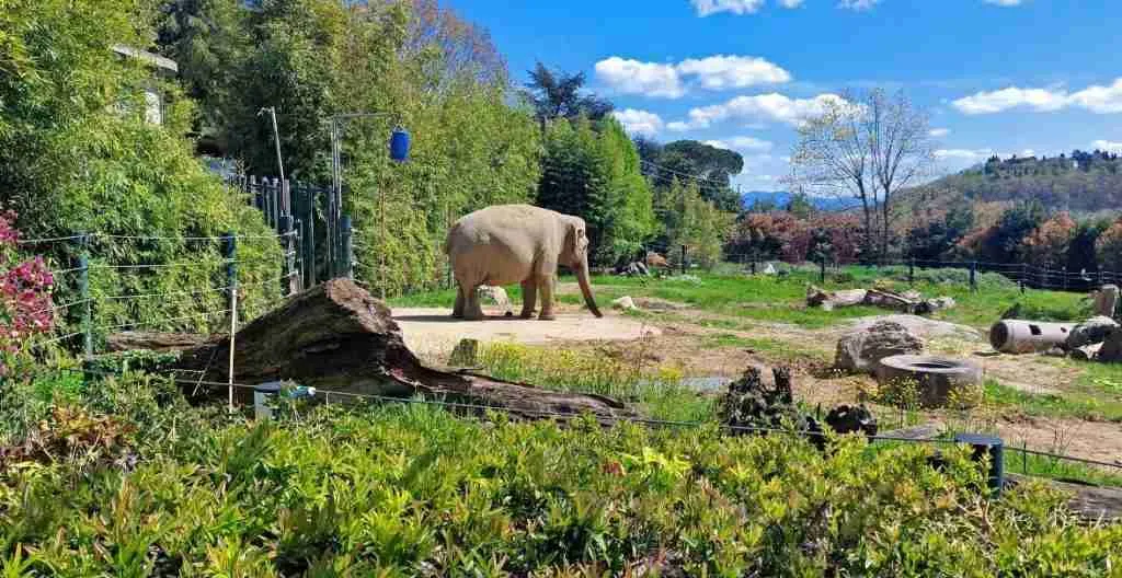 zoo pistoia